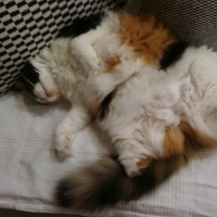Soke, Kedi  mii fotoğrafı