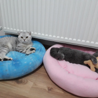 Scottish Fold, Kedi  Kral fotoğrafı