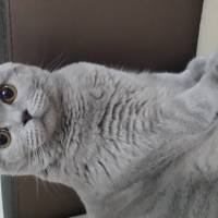 British Shorthair, Kedi  Yumak fotoğrafı