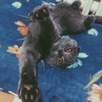 Scottish Fold, Kedi  Lina fotoğrafı