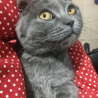 Scottish Fold, Kedi  Lina fotoğrafı