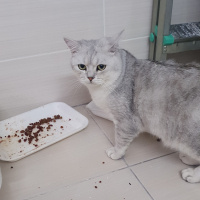 British Shorthair, Kedi  Gümüş fotoğrafı