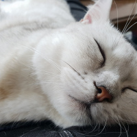 British Shorthair, Kedi  Gümüş fotoğrafı