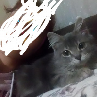 Norwegian Forest, Kedi  Şapşik fotoğrafı