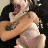 Pointer, Köpek  Milka fotoğrafı
