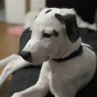 Pointer, Köpek  Milka fotoğrafı