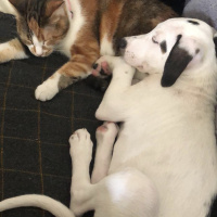 Pointer, Köpek  Milka fotoğrafı