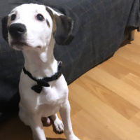 Pointer, Köpek  Milka fotoğrafı