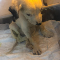 Pointer, Köpek  Milka fotoğrafı
