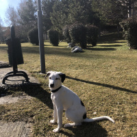 Pointer, Köpek  Milka fotoğrafı