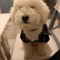 Poodle (Minyatür Kaniş), Köpek  Pati fotoğrafı