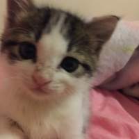 Tekir Kedi, Kedi  Miasu fotoğrafı