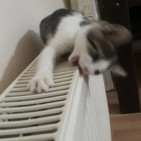 Tekir Kedi, Kedi  Miasu fotoğrafı