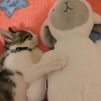 Tekir Kedi, Kedi  Miasu fotoğrafı