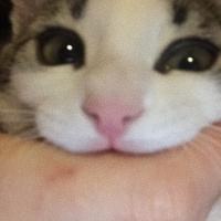 Tekir Kedi, Kedi  Miasu fotoğrafı