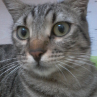 Tekir Kedi, Kedi  Duman fotoğrafı