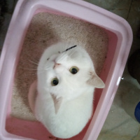 Ankara Kedisi, Kedi  Şila fotoğrafı
