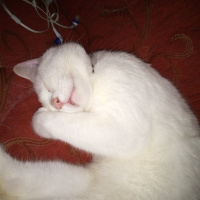 Ankara Kedisi, Kedi  Şila fotoğrafı