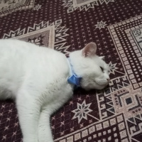 Ankara Kedisi, Kedi  Şila fotoğrafı
