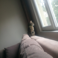 Tekir Kedi, Kedi  Lilly fotoğrafı
