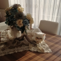 İran Kedisi (Persian), Kedi  Çakır fotoğrafı