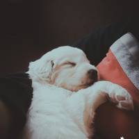 Golden Retriever, Köpek  Balım  fotoğrafı