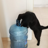 Bombay, Kedi  Cevdet fotoğrafı