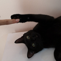 Bombay, Kedi  Cevdet fotoğrafı