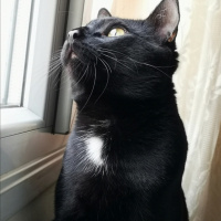 Bombay, Kedi  Cevdet fotoğrafı