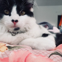 Tuxedo (Smokin) Kedi, Kedi  ACİL YUVA! Sevimli kedi asil fotoğrafı