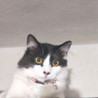 Tuxedo (Smokin) Kedi, Kedi  ACİL YUVA! Sevimli kedi asil fotoğrafı