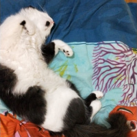 Tuxedo (Smokin) Kedi, Kedi  ACİL YUVA! Sevimli kedi asil fotoğrafı