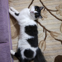 Tuxedo (Smokin) Kedi, Kedi  ACİL YUVA! Sevimli kedi asil fotoğrafı