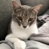 Tekir Kedi, Kedi  ouzo fotoğrafı