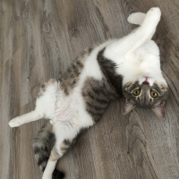 Tekir Kedi, Kedi  ouzo fotoğrafı