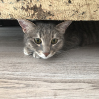 Tekir Kedi, Kedi  Blush fotoğrafı