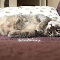 Tekir Kedi, Kedi  Blush fotoğrafı