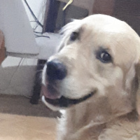 Golden Retriever, Köpek  Çakıl fotoğrafı