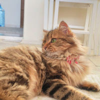 Norwegian Forest, Kedi  Browni fotoğrafı