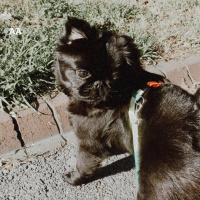 Pekingese, Köpek  Elsa fotoğrafı