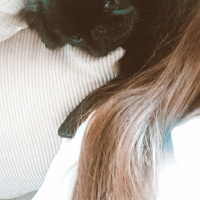 Pekingese, Köpek  Elsa fotoğrafı