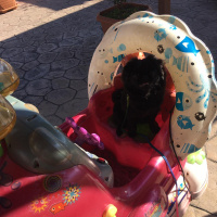 Pekingese, Köpek  Elsa fotoğrafı