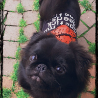 Pekingese, Köpek  Elsa fotoğrafı