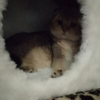 Scottish Fold, Kedi  Toffy fotoğrafı