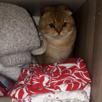 Scottish Fold, Kedi  Toffy fotoğrafı