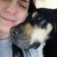 Rottweiler, Köpek  Ares fotoğrafı