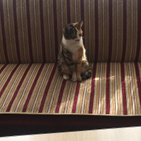 Tekir Kedi, Kedi  Minnoş fotoğrafı