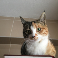 Tekir Kedi, Kedi  Minnoş fotoğrafı