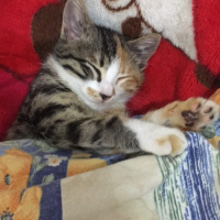Tekir Kedi, Kedi  Minnoş fotoğrafı