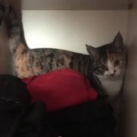 Tekir Kedi, Kedi  Minnoş fotoğrafı